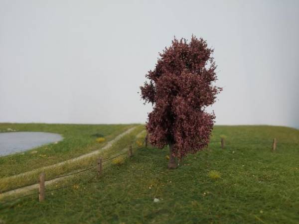 Copper beech Profiline, Summer